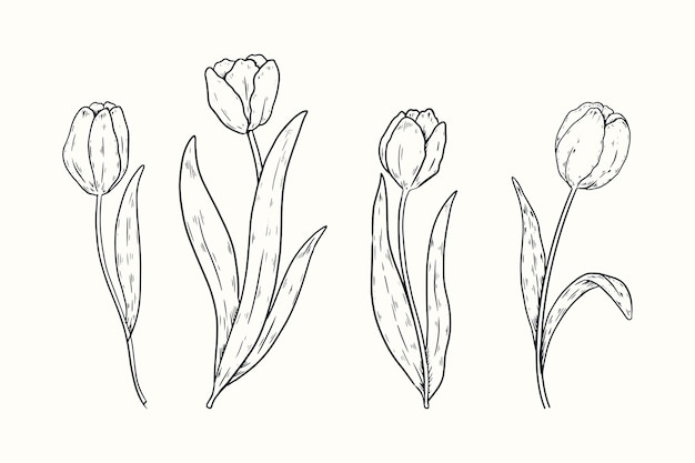 Ilustración de contorno de tulipán dibujado a mano