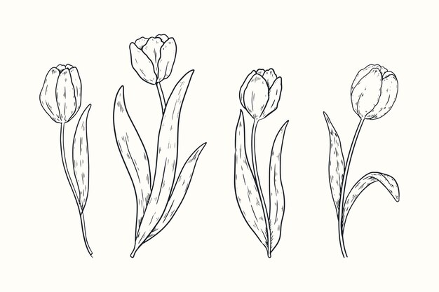 Ilustración de contorno de tulipán dibujado a mano