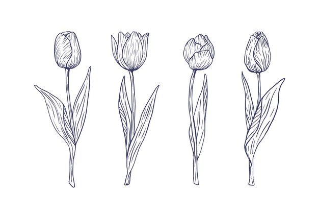 Ilustración de contorno de tulipán dibujado a mano