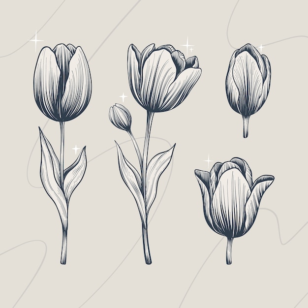 Vector gratuito ilustración de contorno de tulipán dibujado a mano