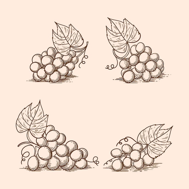 Ilustración del contorno de la vid dibujada a mano