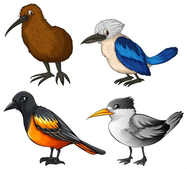 Ilustración de cuatro tipos diferentes de aves