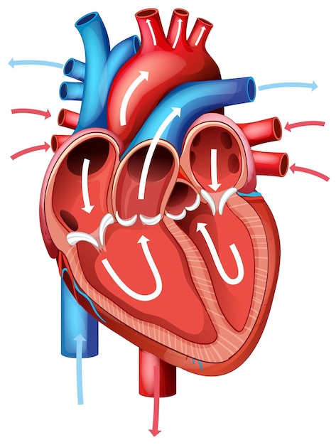 Ilustración detallada del vector de la anatomía del corazón humano