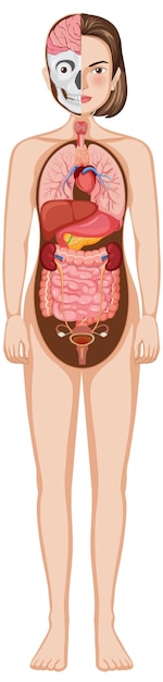 Ilustración detallada del vector de la anatomía humana