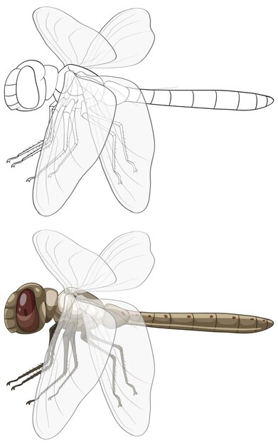 Ilustración detallada del vector de libélula con contorno