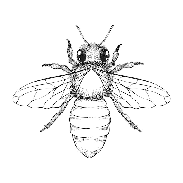 Ilustración de dibujo de abeja dibujada a mano