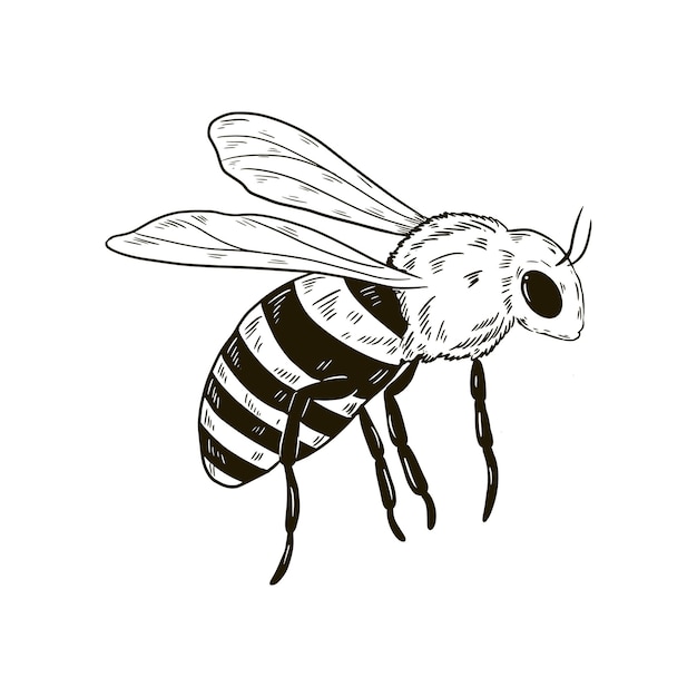 Vector gratuito ilustración de dibujo de abeja dibujada a mano