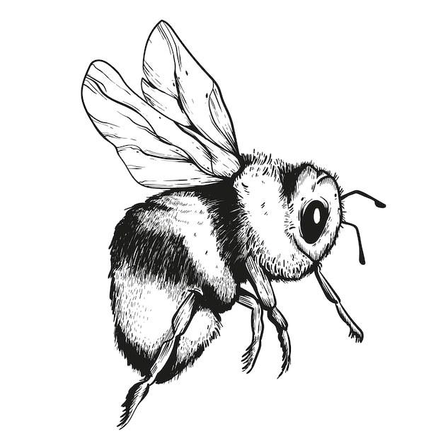 Ilustración de dibujo de abeja dibujada a mano