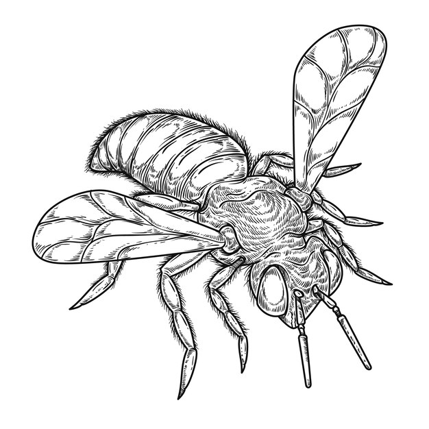Ilustración de dibujo de abeja dibujada a mano