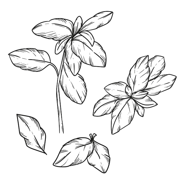 Ilustración de dibujo de albahaca dibujada a mano