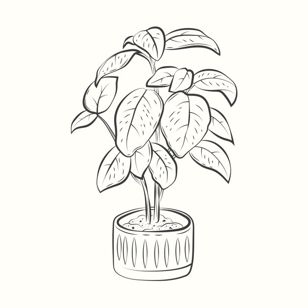 Ilustración de dibujo de albahaca dibujada a mano