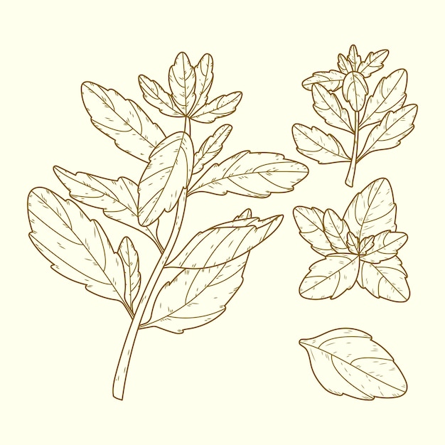Ilustración de dibujo de albahaca dibujada a mano