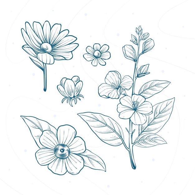 Ilustración de dibujo botánico dibujada a mano
