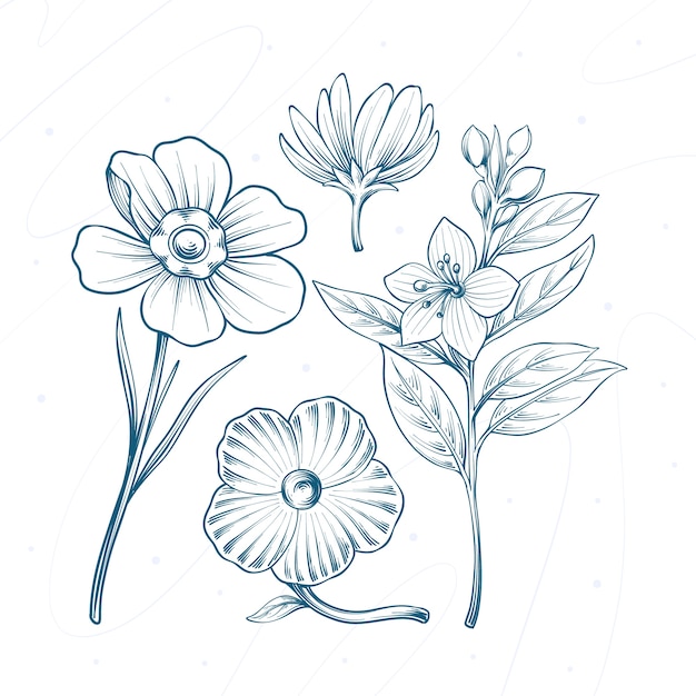 Ilustración de dibujo botánico dibujada a mano