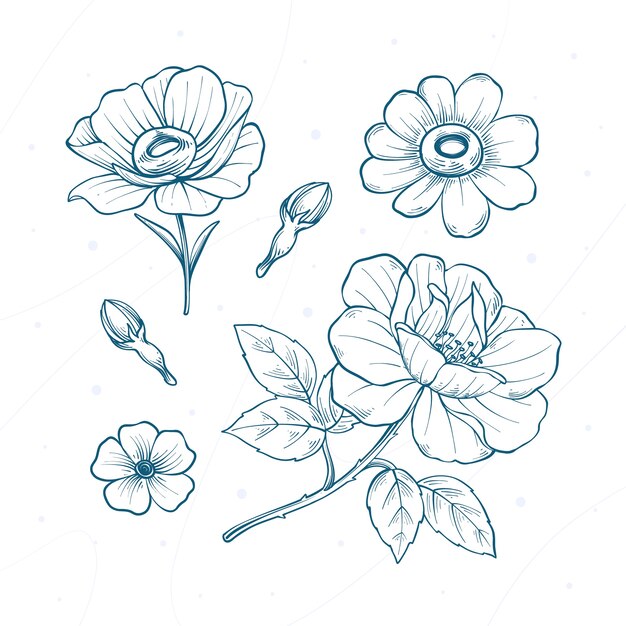 Ilustración de dibujo botánico dibujada a mano