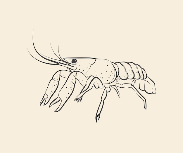Ilustración de dibujo de cangrejo dibujado a mano
