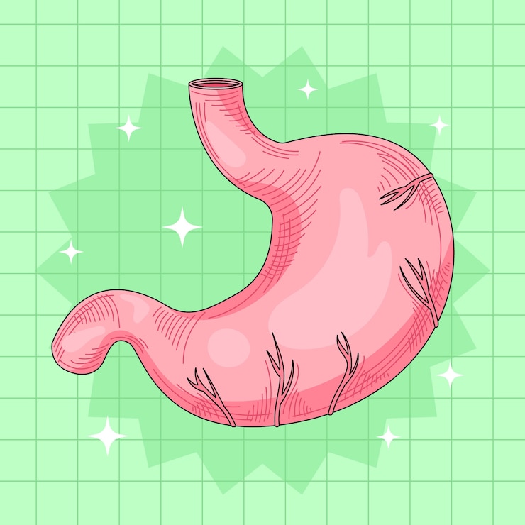 Vector gratuito ilustración de dibujo de estómago dibujado a mano