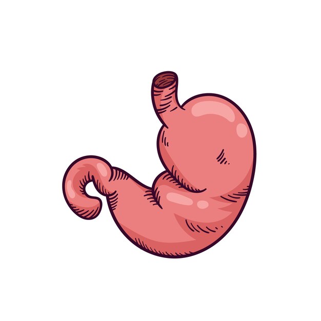 Ilustración de dibujo de estómago dibujado a mano