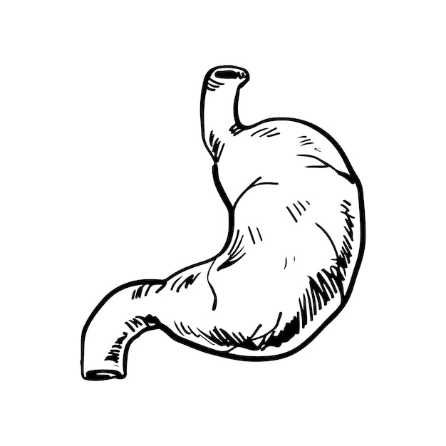 Vector gratuito ilustración de dibujo de estómago dibujado a mano