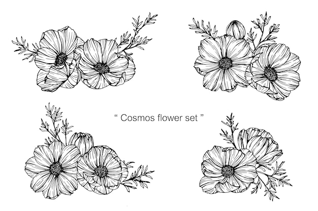 Ilustración de dibujo de la flor del cosmos | Vector Premium