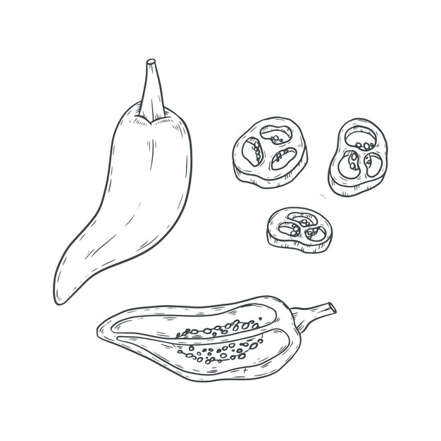 Ilustración de dibujo jalapeno dibujado a mano