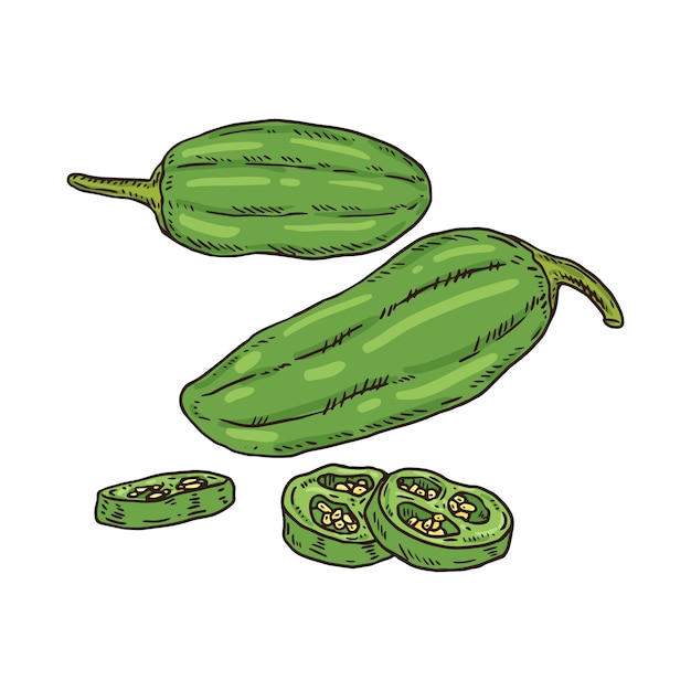 Ilustración de dibujo jalapeno dibujado a mano