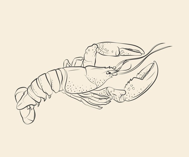 Ilustración de dibujo de langosta dibujada a mano