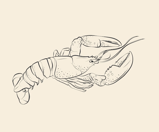 Ilustración de dibujo de langosta dibujada a mano