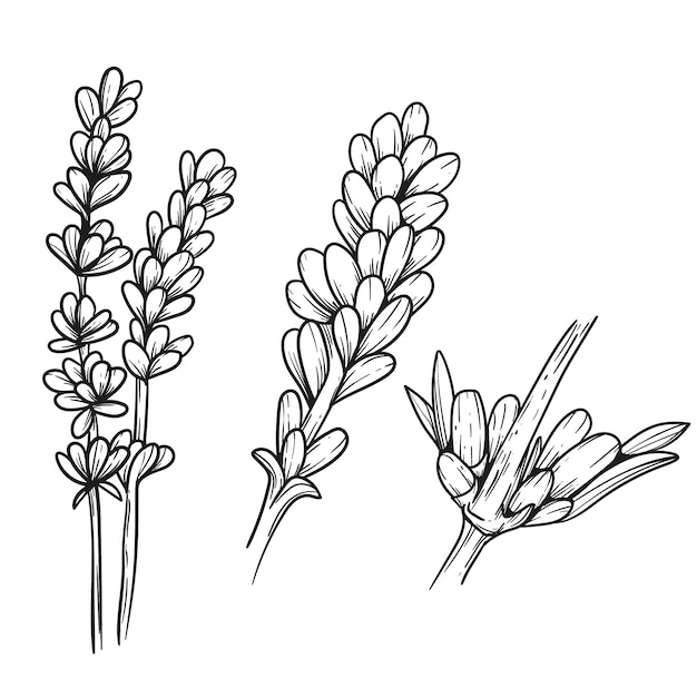 Ilustración de dibujo de lavanda dibujada a mano