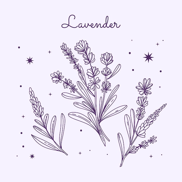 Vector gratuito ilustración de dibujo de lavanda dibujada a mano