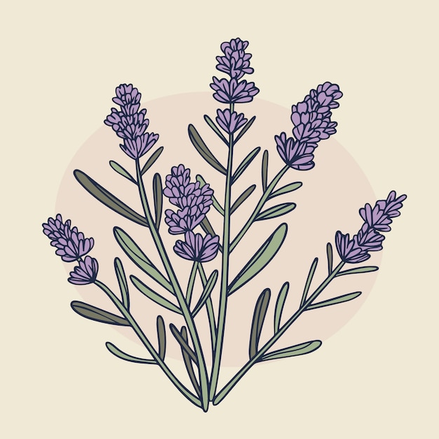 Ilustración de dibujo de lavanda dibujada a mano