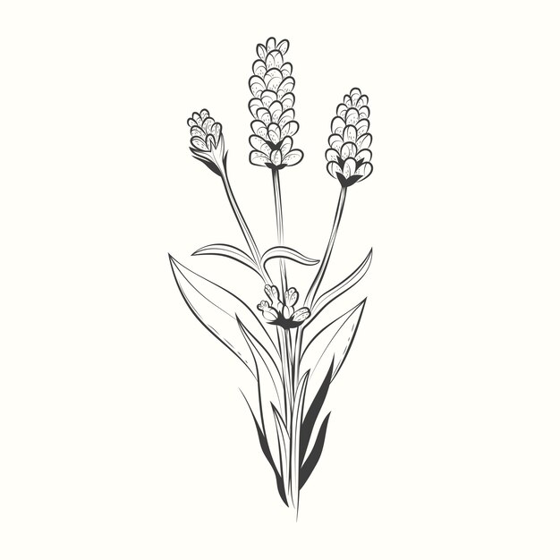 Ilustración de dibujo de lavanda dibujada a mano
