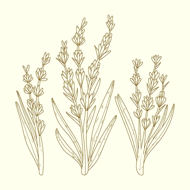 Ilustración de dibujo de lavanda dibujada a mano