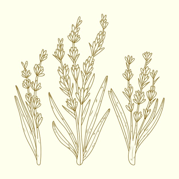 Ilustración de dibujo de lavanda dibujada a mano
