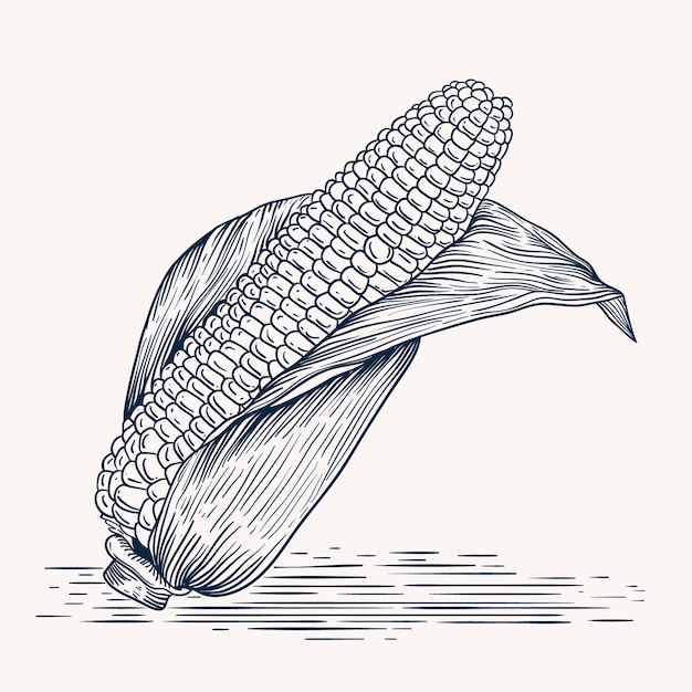 Vector gratuito ilustración de dibujo de maíz en la mazorca dibujada a mano