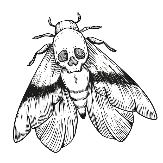 Ilustración de dibujo de polilla de la muerte dibujada a mano