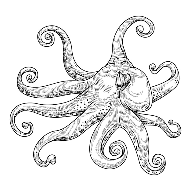 Ilustración de dibujo de pulpo dibujado a mano