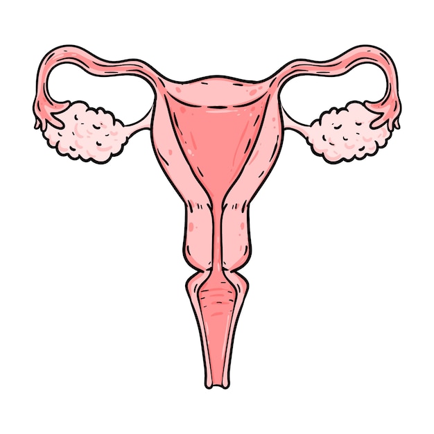 Ilustración de dibujo de útero dibujado a mano