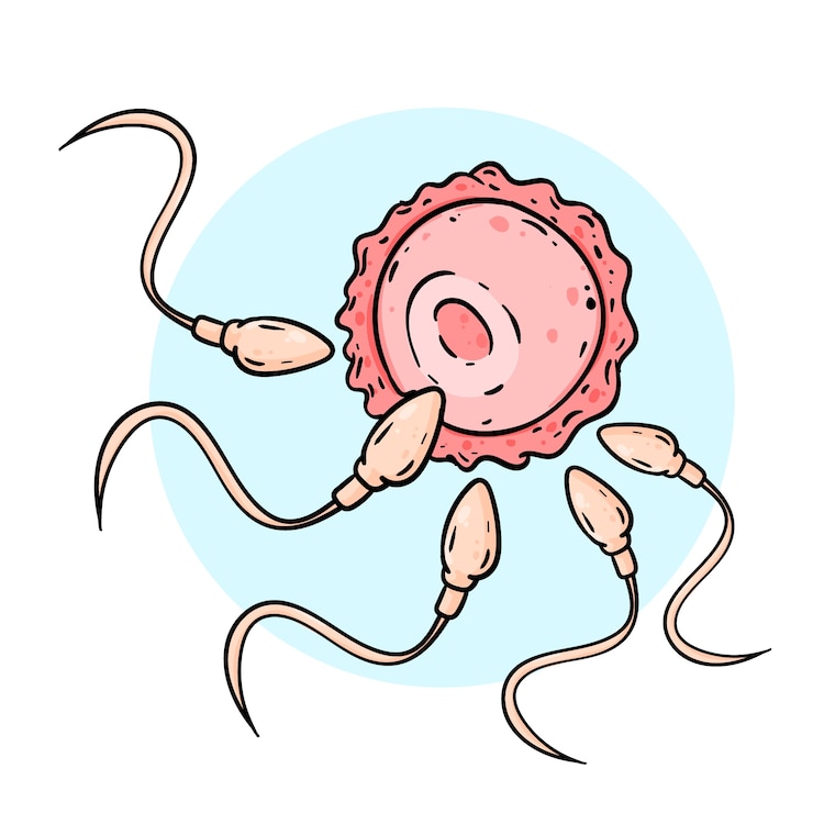 Vector gratuito ilustración de dibujos animados de esperma dibujada a mano