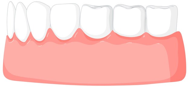 Ilustración de dientes y encías sanos