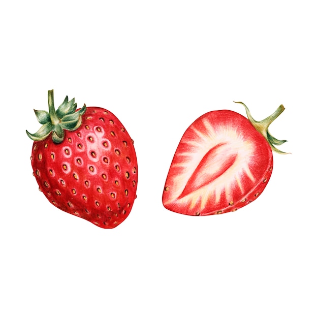 Ilustración del estilo de acuarela de frutas