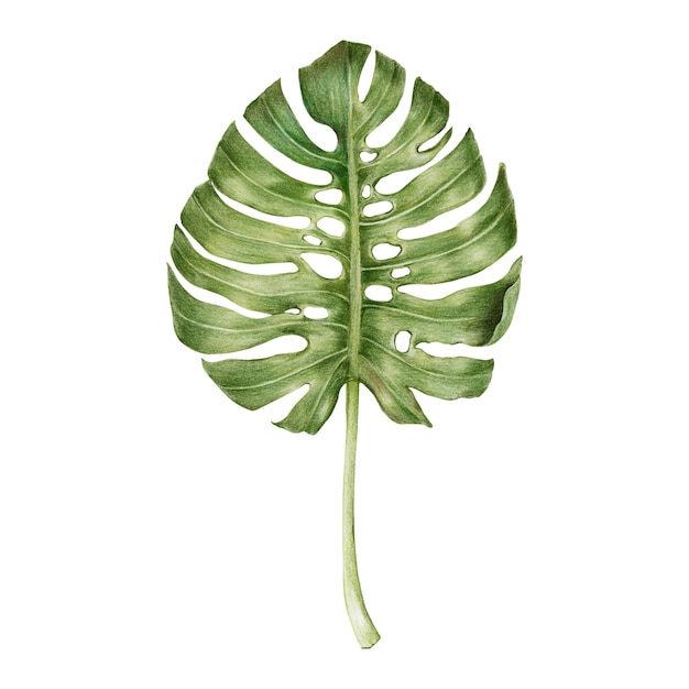 Ilustración del estilo de la acuarela de la hoja verde