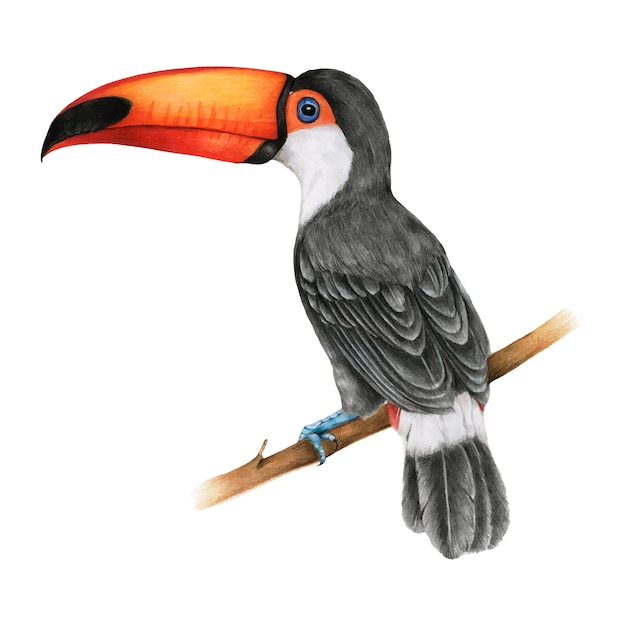 Ilustración del estilo acuarela del pájaro cálao