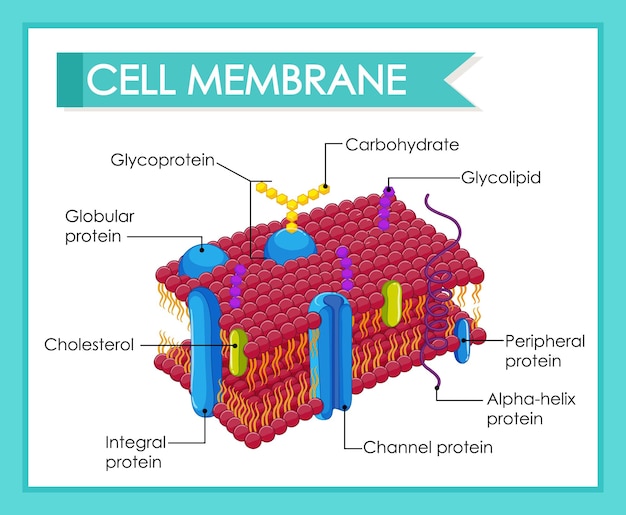 Ilustración de la estructura de la membrana celular humana