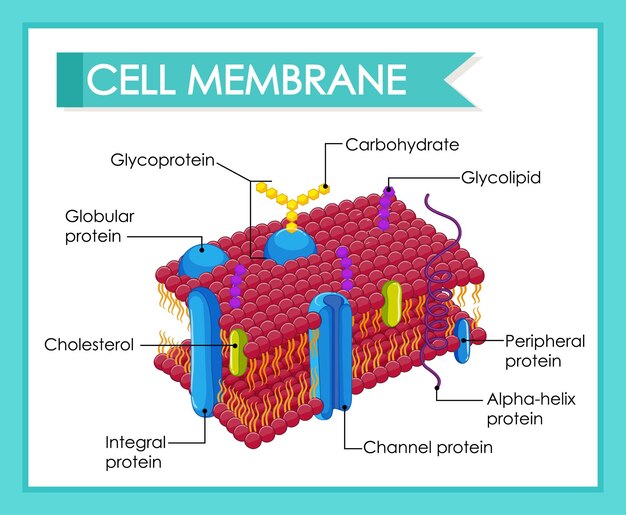 Ilustración de la estructura de la membrana celular humana