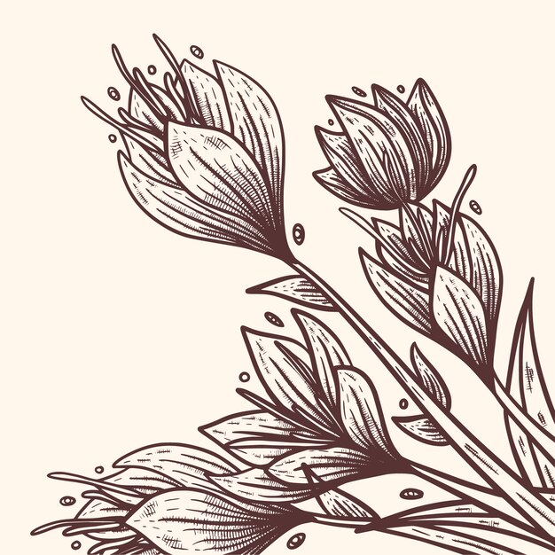 Ilustración de flor de azafrán dibujada a mano