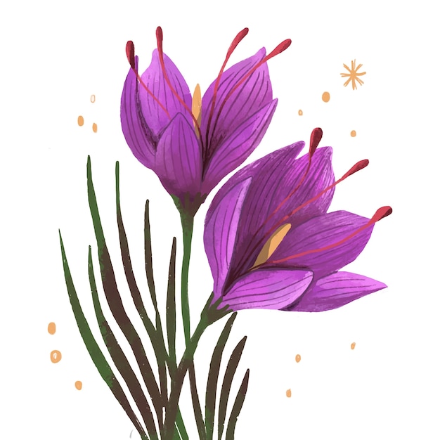 Vector gratuito ilustración de flor de azafrán dibujada a mano