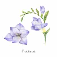 Vector gratuito ilustración de la flor de freesia aislada en el fondo blanco.