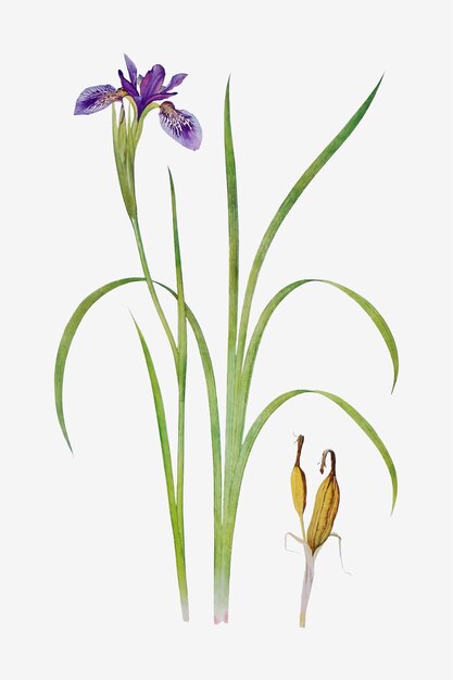 Ilustración de flor de iris vintage