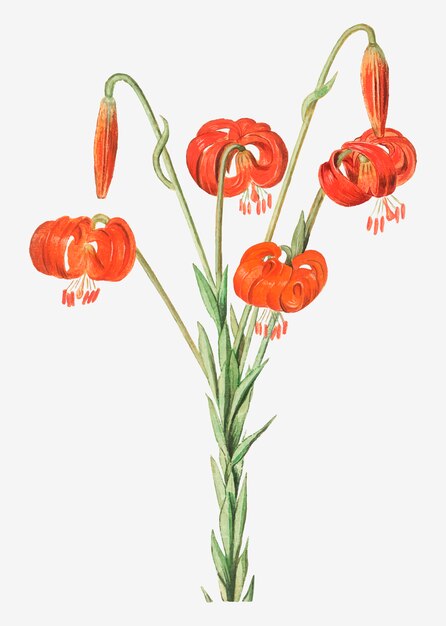 Ilustración de flor roja de la vendimia